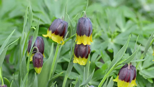507069 - Fritillary (Fritillaria michailovskyi)