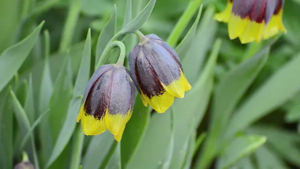 507070 - Fritillary (Fritillaria michailovskyi)