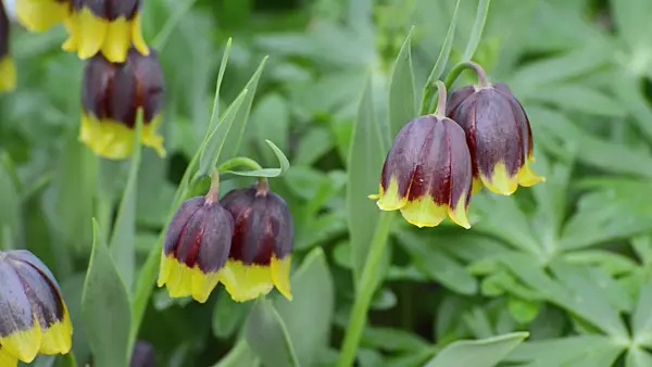 507071 - Fritillary (Fritillaria michailovskyi)