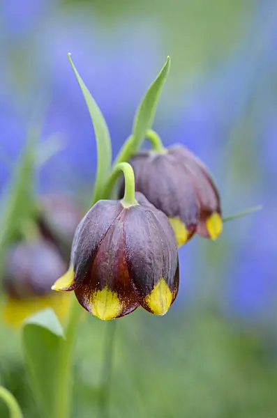 531061 - Fritillary (Fritillaria michailovskyi)