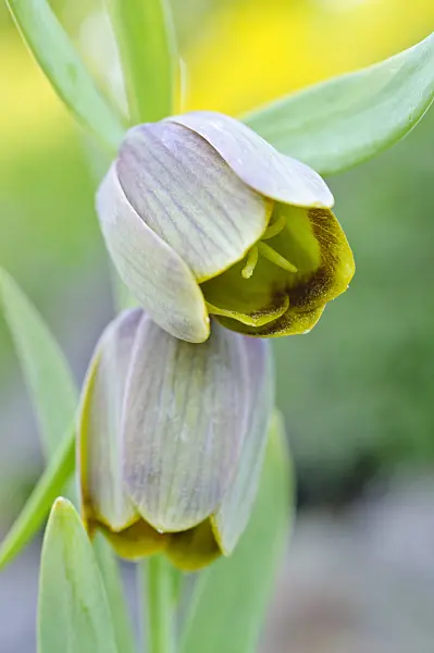 471245 - Fritillary (Fritillaria pontica)