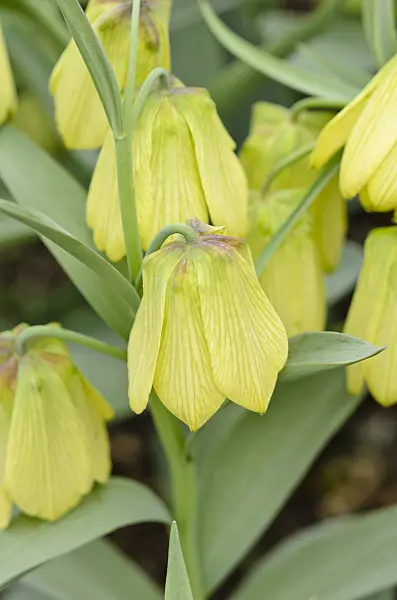 531140 - Fritillary (Fritillaria pontica)