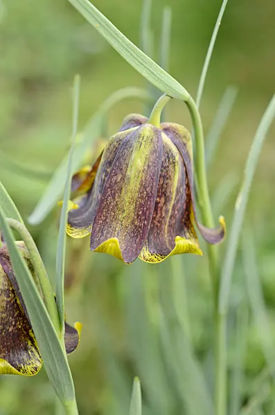507206 - Fritillary (Fritillaria pyrenaica)