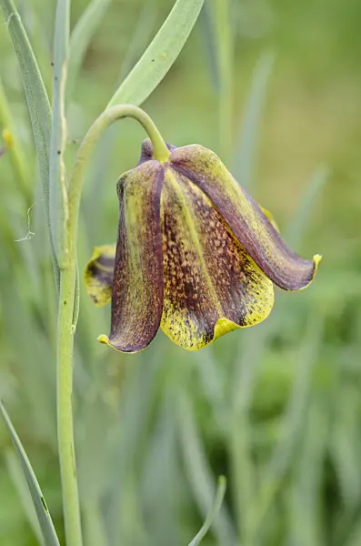 507207 - Fritillary (Fritillaria pyrenaica)