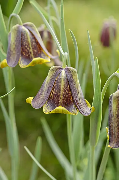 507208 - Fritillary (Fritillaria pyrenaica)