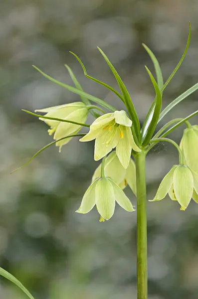 519046 - Fritillary (Fritillaria raddeana)