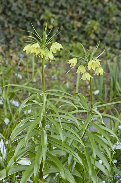 519047 - Fritillary (Fritillaria raddeana)
