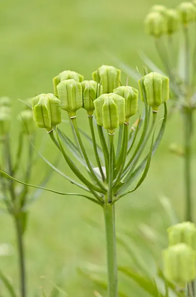 531141 - Fritillary (Fritillaria raddeana)