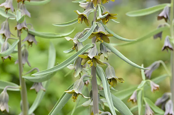 495152 - Fritillary (Fritillaria sewerzowii syn. Korolkowia sewerzowii)