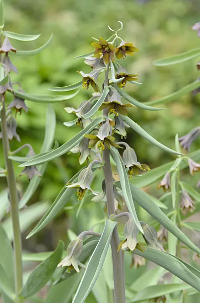495153 - Fritillary (Fritillaria sewerzowii syn. Korolkowia sewerzowii)