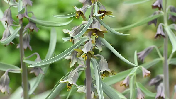 495254 - Fritillary (Fritillaria sewerzowii syn. Korolkowia sewerzowii)
