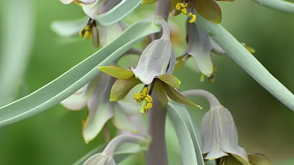 495255 - Fritillary (Fritillaria sewerzowii syn. Korolkowia sewerzowii)