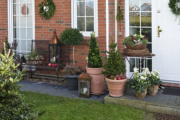 527033 - Front garden with container plants and Christmas decoration