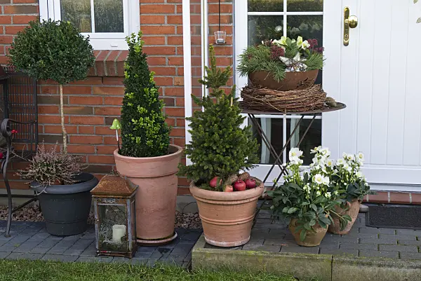 527034 - Front garden with container plants and Christmas decoration
