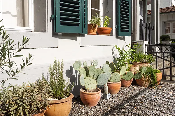 453123 - Front garden with potted plants