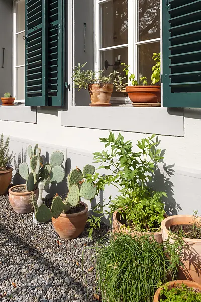 453124 - Front garden with potted plants