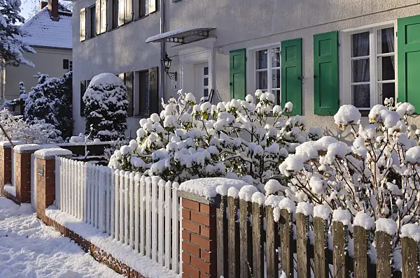 468003 - Front garden with snow-covered shrubs
