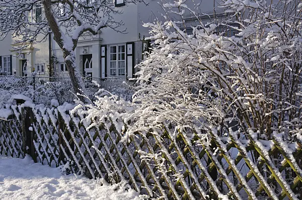 468005 - Front garden with snow-covered shrubs