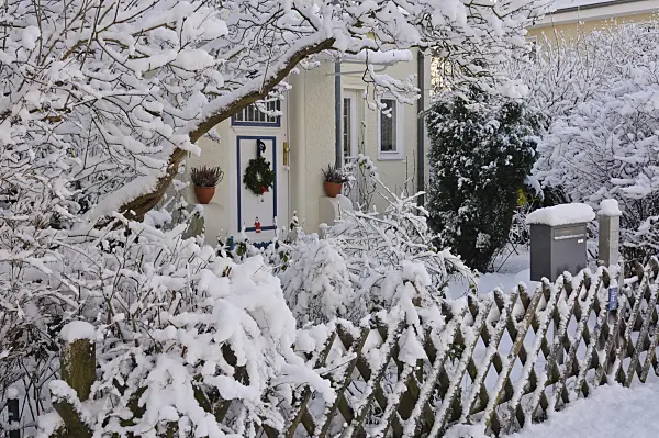 468004 - Front garden with snow-covered trees and shrubs
