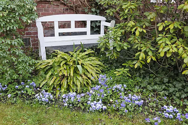 471056 - Front garden with white bench and violets