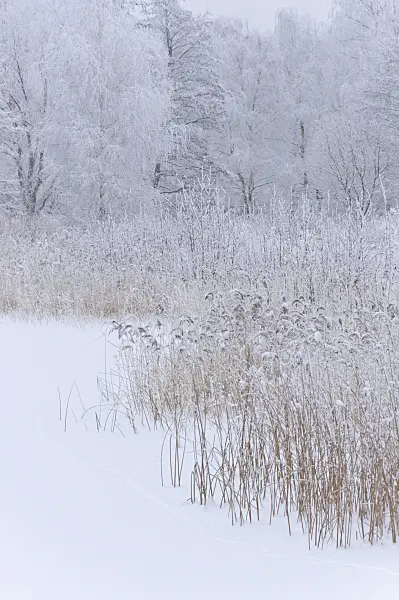 491080 - Frozen lake