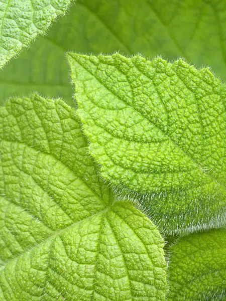 426156 - Fruit sage (Salvia dorisiana)