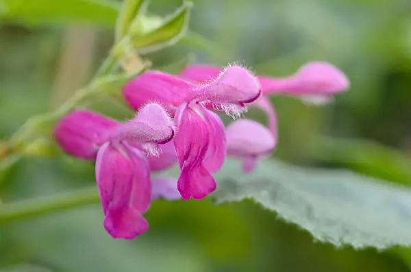 492042 - Fruit sage (Salvia dorisiana)