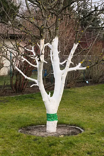 672016 - Fruit tree painted white