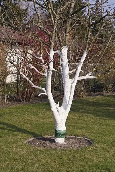 578029 - Fruit tree with lime paint in an allotment garden