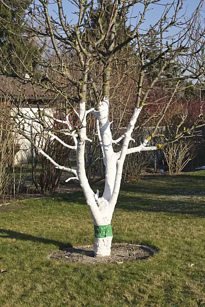 607270 - Fruit tree with lime paint in an allotment garden
