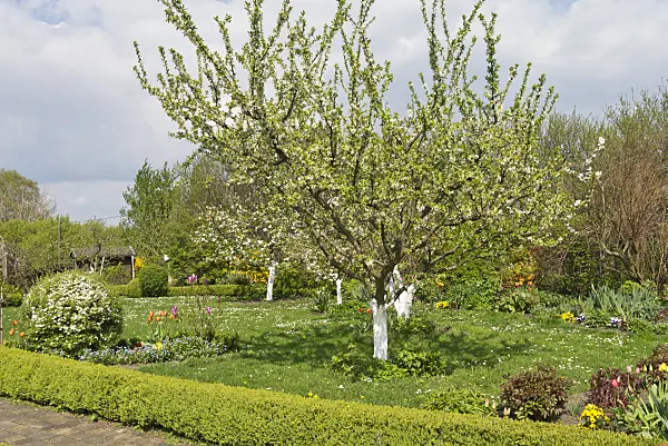 531215 - Fruit trees with lime paint in an allotment garden