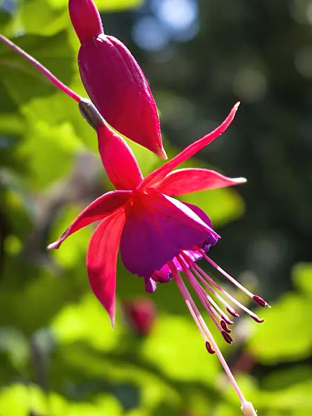 416042 - Fuchsia (Fuchsia)