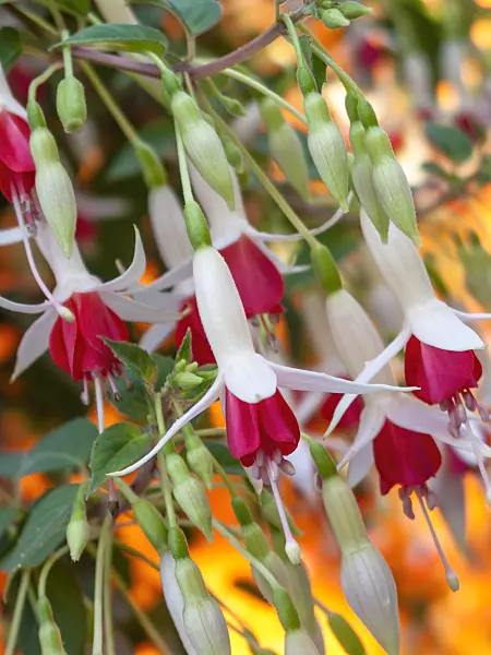 416047 - Fuchsia (Fuchsia)