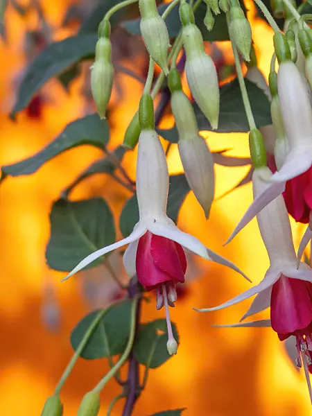 416048 - Fuchsia (Fuchsia)