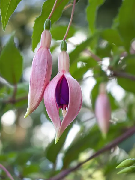 416050 - Fuchsia (Fuchsia)
