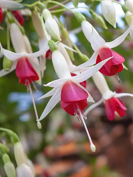 416051 - Fuchsia (Fuchsia)