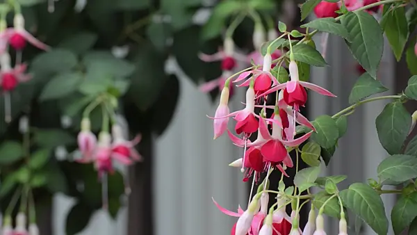 498141 - Fuchsia (Fuchsia)