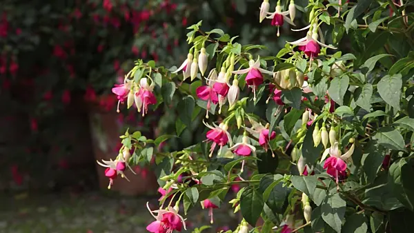 499085 - Fuchsia (Fuchsia)