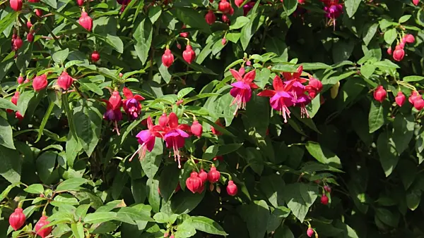499086 - Fuchsia (Fuchsia)