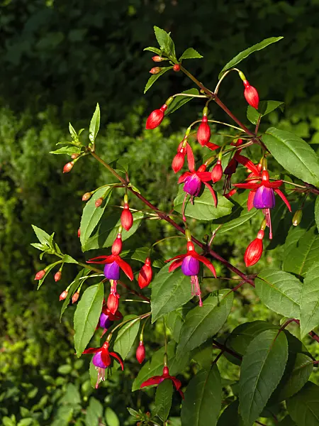 462056 - Fuchsia (Fuchsia Ännchen)