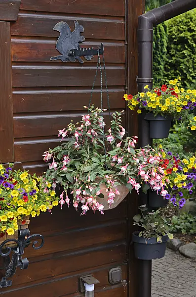 534067 - Fuchsia (Fuchsia) and Calibrachoa