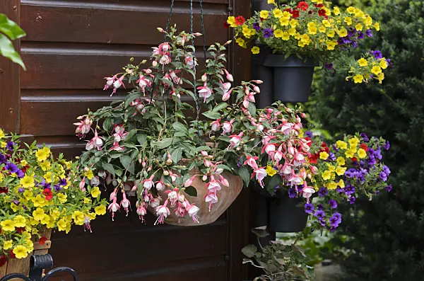 534068 - Fuchsia (Fuchsia) and Calibrachoa