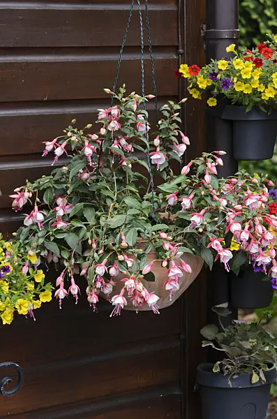 534069 - Fuchsia (Fuchsia) and Calibrachoa