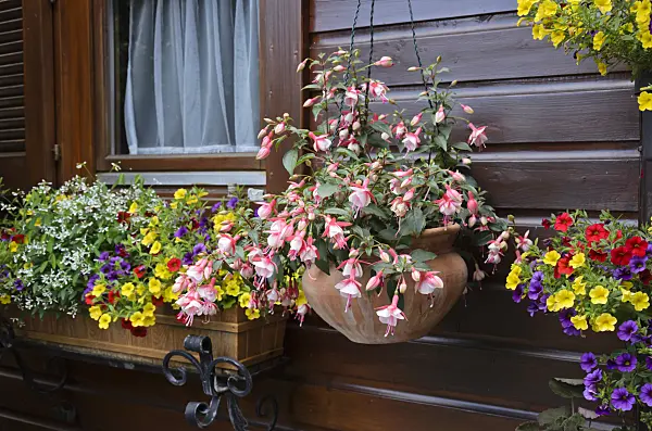 534070 - Fuchsia (Fuchsia) and Calibrachoa