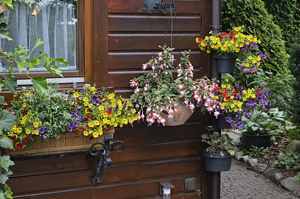 534071 - Fuchsia (Fuchsia) and Calibrachoa
