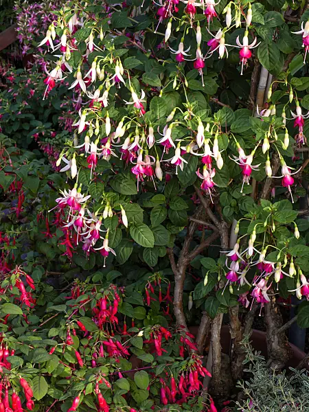 462054 - Fuchsia (Fuchsia Anton Schreuder)
