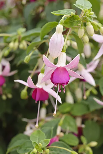 486192 - Fuchsia (Fuchsia Breisgauperle)