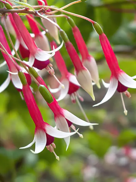 417023 - Fuchsia (Fuchsia Checkerboard)