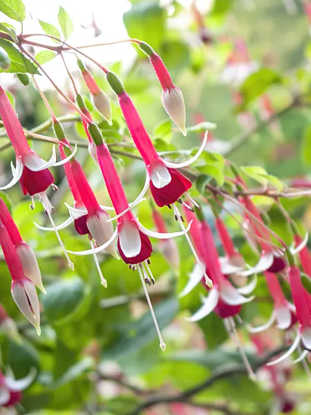417024 - Fuchsia (Fuchsia Checkerboard)