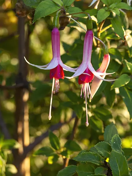 429011 - Fuchsia (Fuchsia Checkerboard)